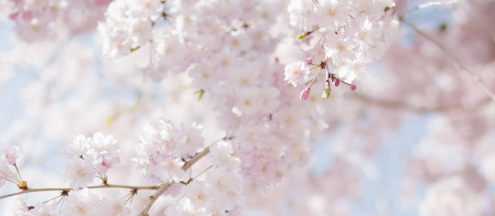 Spring cherry blossoms background for gift card balance check